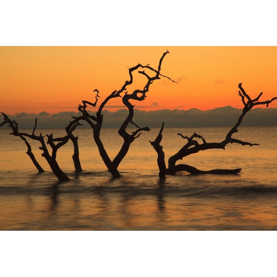 USA Jekyll Island Georgia. Driftwood Beach at sunrise. Poster Print by Joanne Wells Image 1