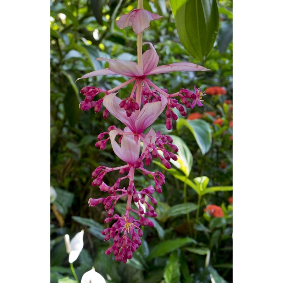 Tropical flower in Hawaii Botanical Garden Big Island Hawaii Poster Print by Gayle Harper Image 1