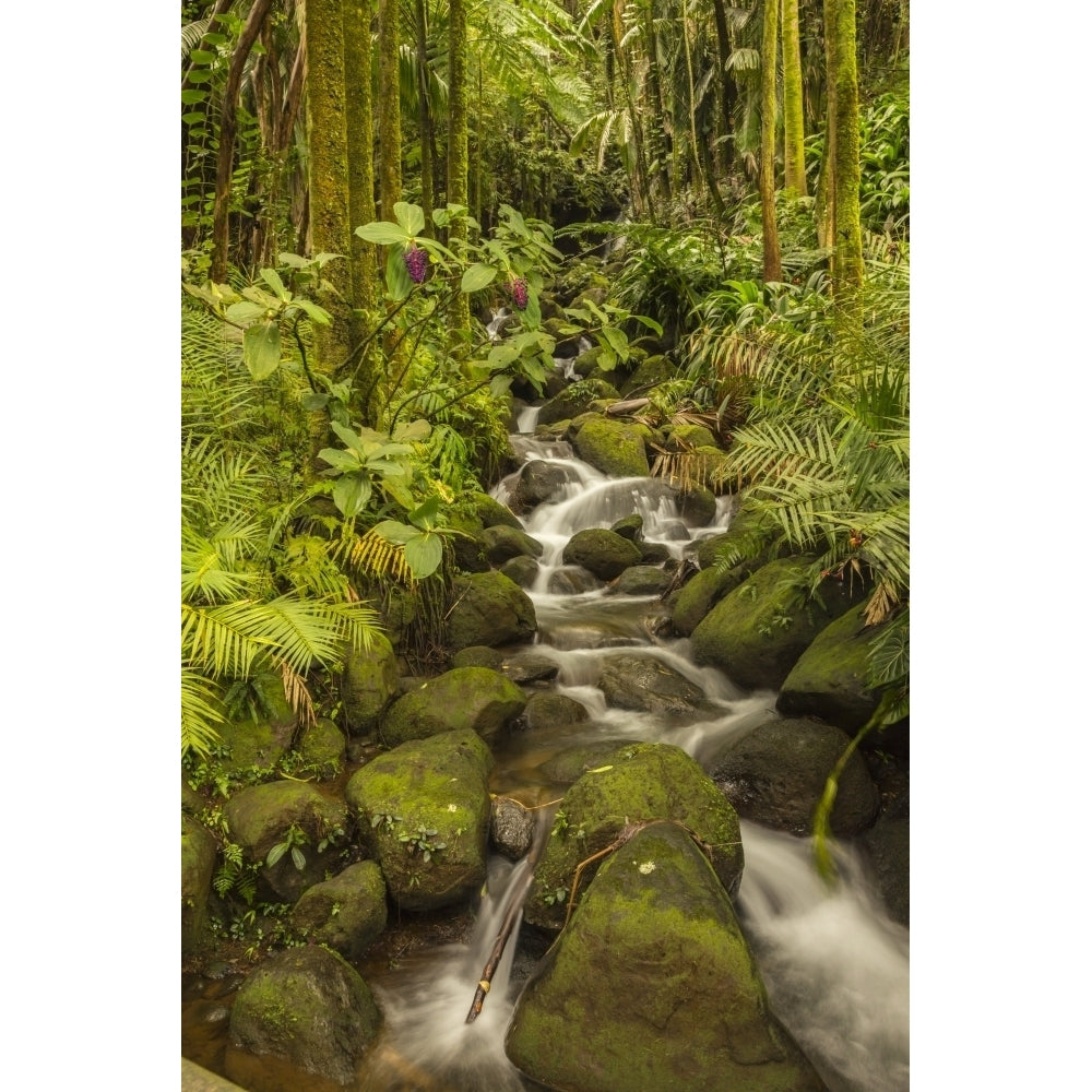 USA Hawaii Hawaii Tropical Botanical Garden. Tropical stream cascade over rocks. Poster Print by Jaynes Gallery Image 1