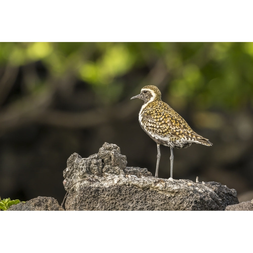 USA Hawaii Honokohau Bay. Pacific golden plover close-up. Poster Print by Jaynes Gallery Image 1