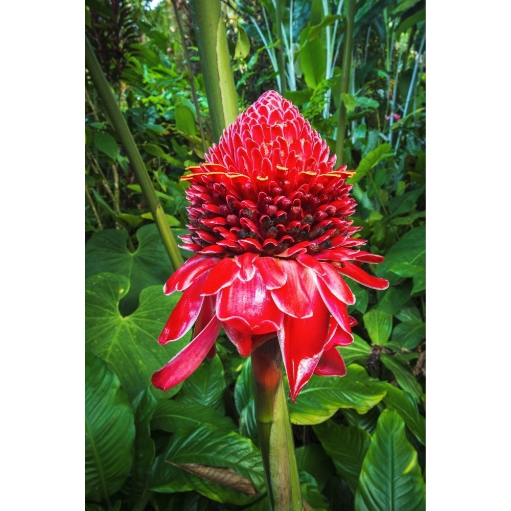 Torch ginger at Hawaii Tropical Botanical Garden Hamakua Coast Big Island Hawaii USA Poster Print by Russ Bishop Image 1