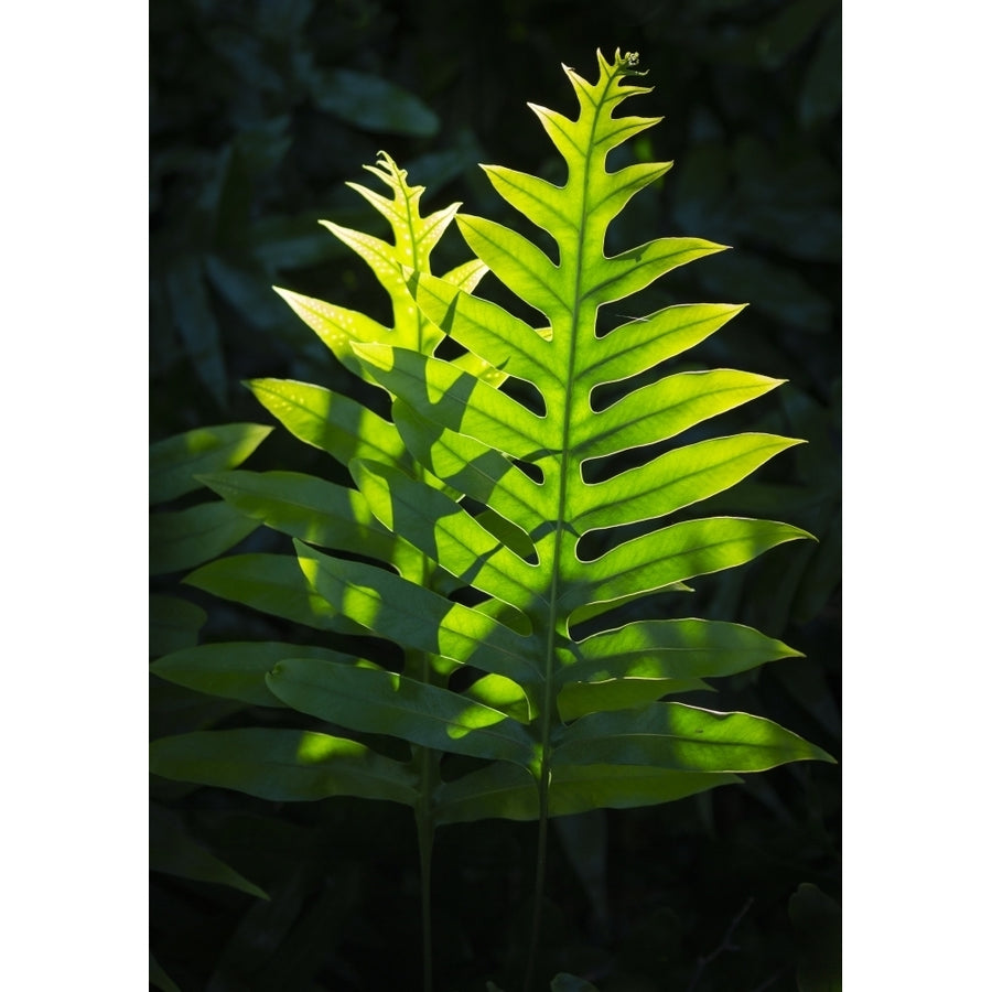 Lauae fern introduced to Hawaii Aneho omalu Bay Waikoloa Beach trail Big Island Hawaii Poster Print by Maresa Pryor Image 1