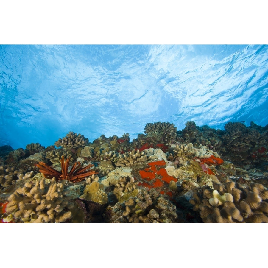 Scuba Diving at Molokini Crater Maui Hawaii USA Poster Print by Stuart Westmorland Image 1