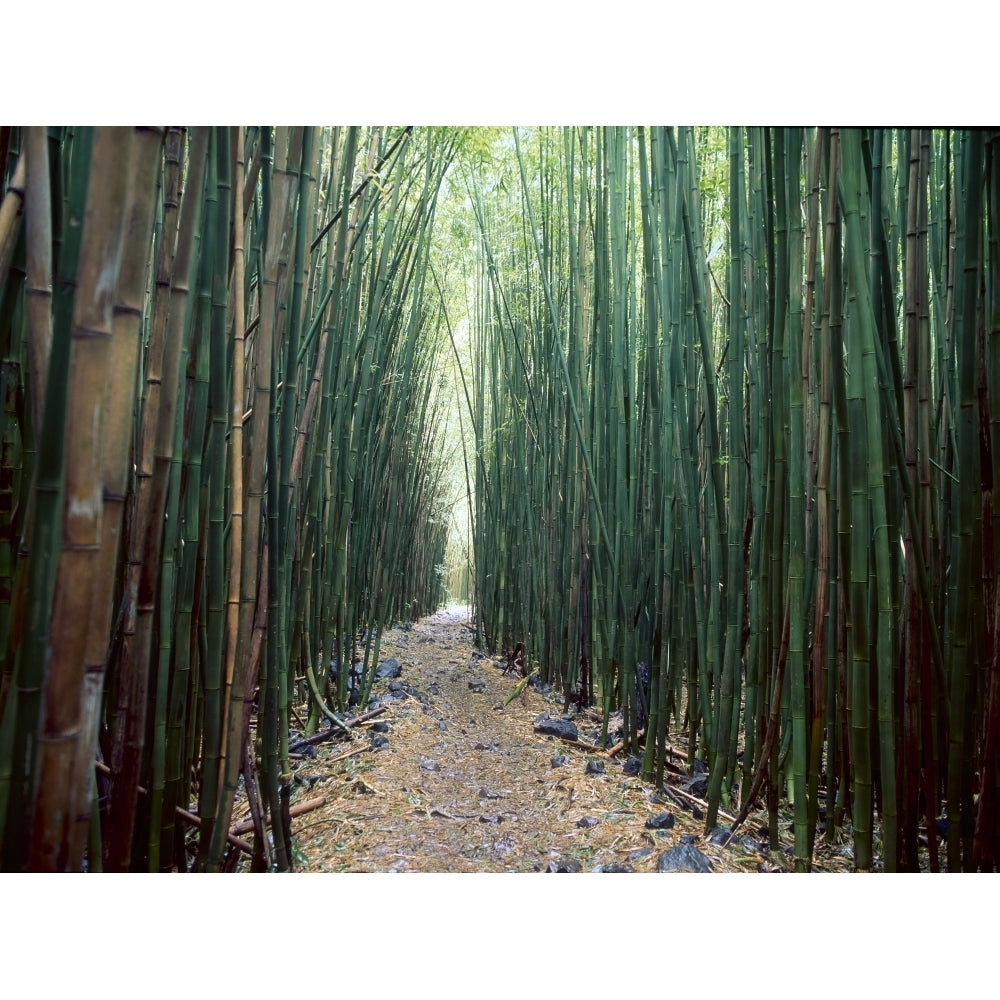 Bamboo Forest Haleakala National Park Maui Poster Print by Stuart Westmorland Image 1