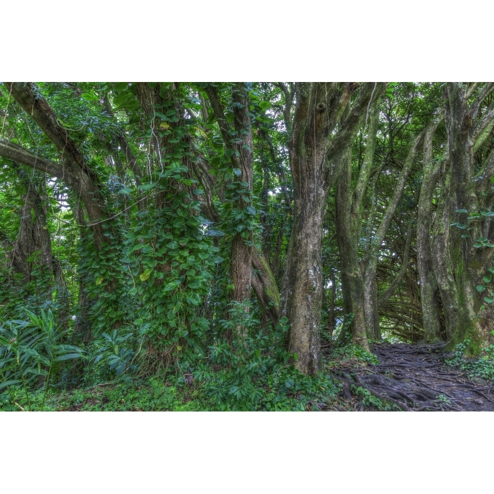 Banyan Trees near rainbow Falls Wailuku River State Park Hilo Big Island Hawaii USA Poster Print by Stuart Westmorland Image 1