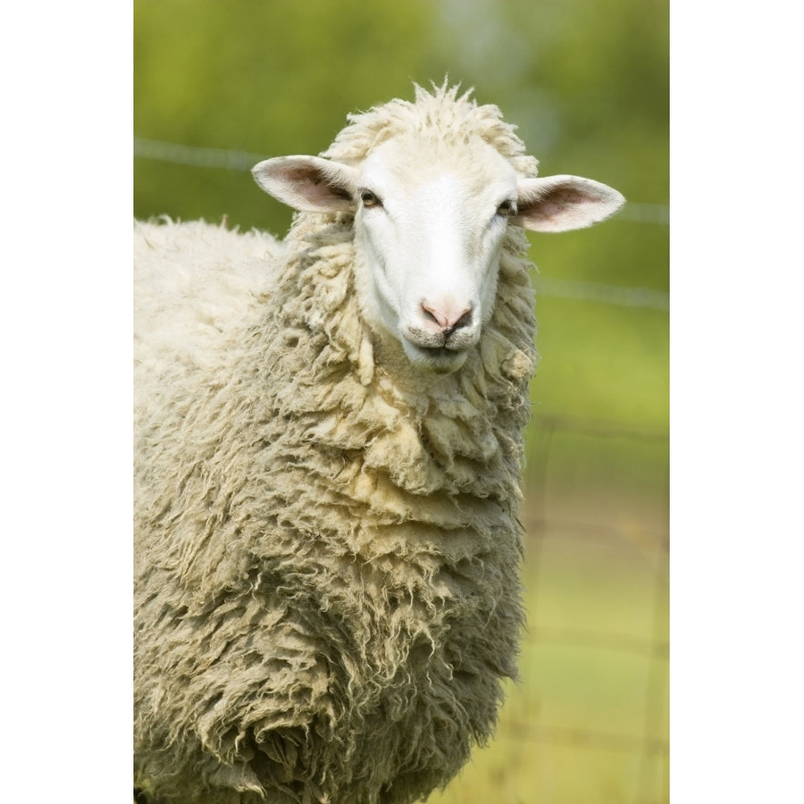 Galena Illinois USA. Head and shoulders view of a white Dorset sheep in a pasture. Poster Print by Janet Horton Image 1