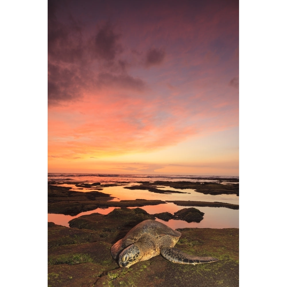 Green Sea Turtle on shore at sunset near Kona Big Island Hawaii Poster Print by Stuart Westmorland Image 1