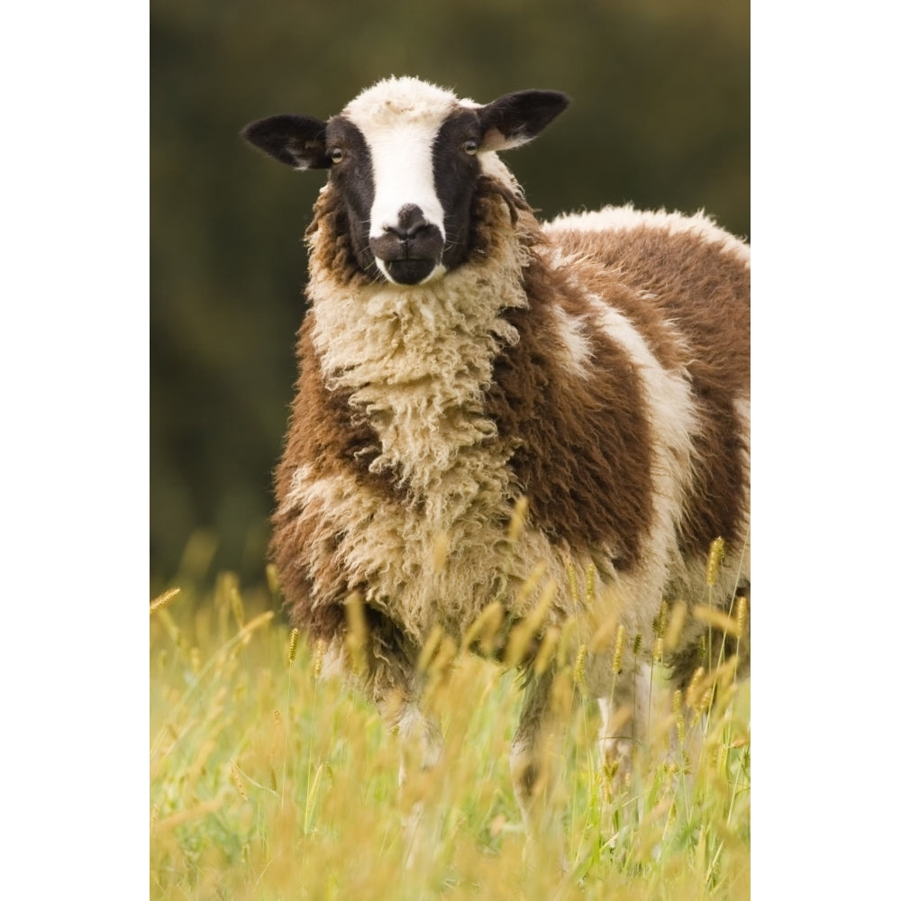 Galena Illinois USA. Dorset sheep in a pasture. Poster Print by Janet Horton Image 1