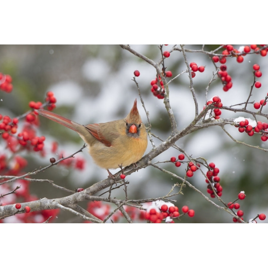 Male northern cardinal in winterberry bush. Marion County Illinois. Poster Print by Richard and Susan Day Image 1