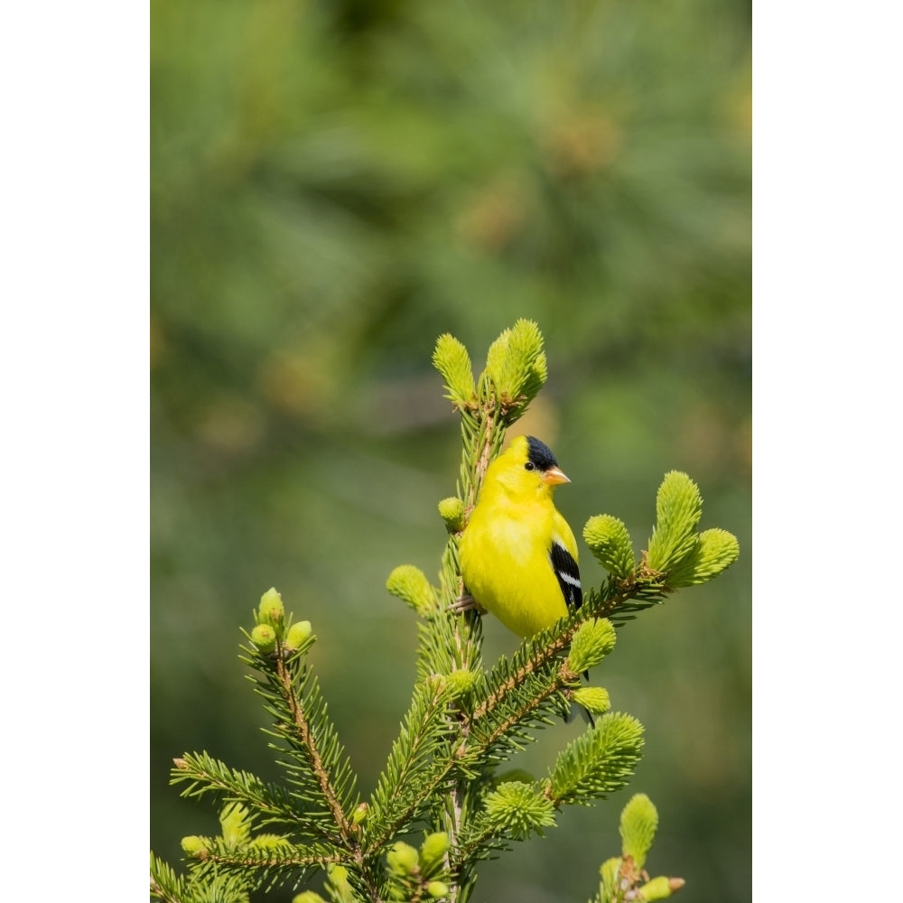 American Goldfinch male in spruce tree Marion County Illinois Poster Print by Richard and Susan Day Image 1