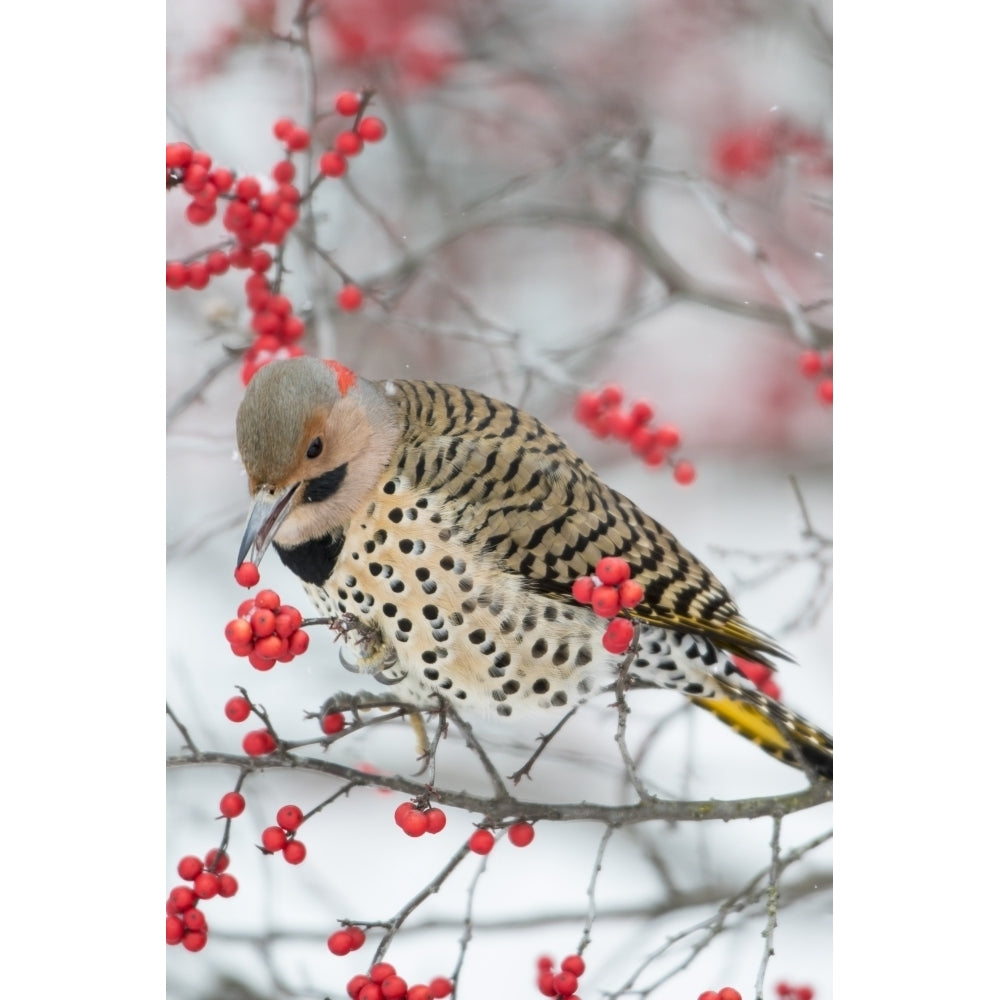 Male northern flicker eating winterberry in winter. Marion County Illinois. Poster Print by Richard and Susan Day Image 1