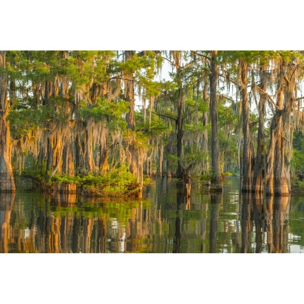 USA Louisiana Atchafalaya National Wildlife Refuge. Sunrise on cypress trees and Spanish moss. Poster Print by Jaynes Image 1