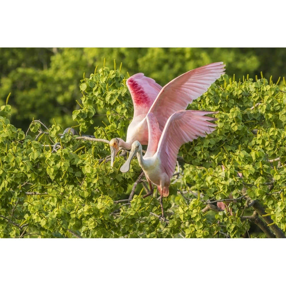 USA Louisiana Vermilion Parish. Roseate spoonbill pair. Poster Print by Jaynes Gallery Image 1