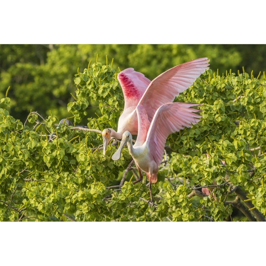 USA Louisiana Vermilion Parish. Roseate spoonbill pair. Poster Print by Jaynes Gallery Image 1