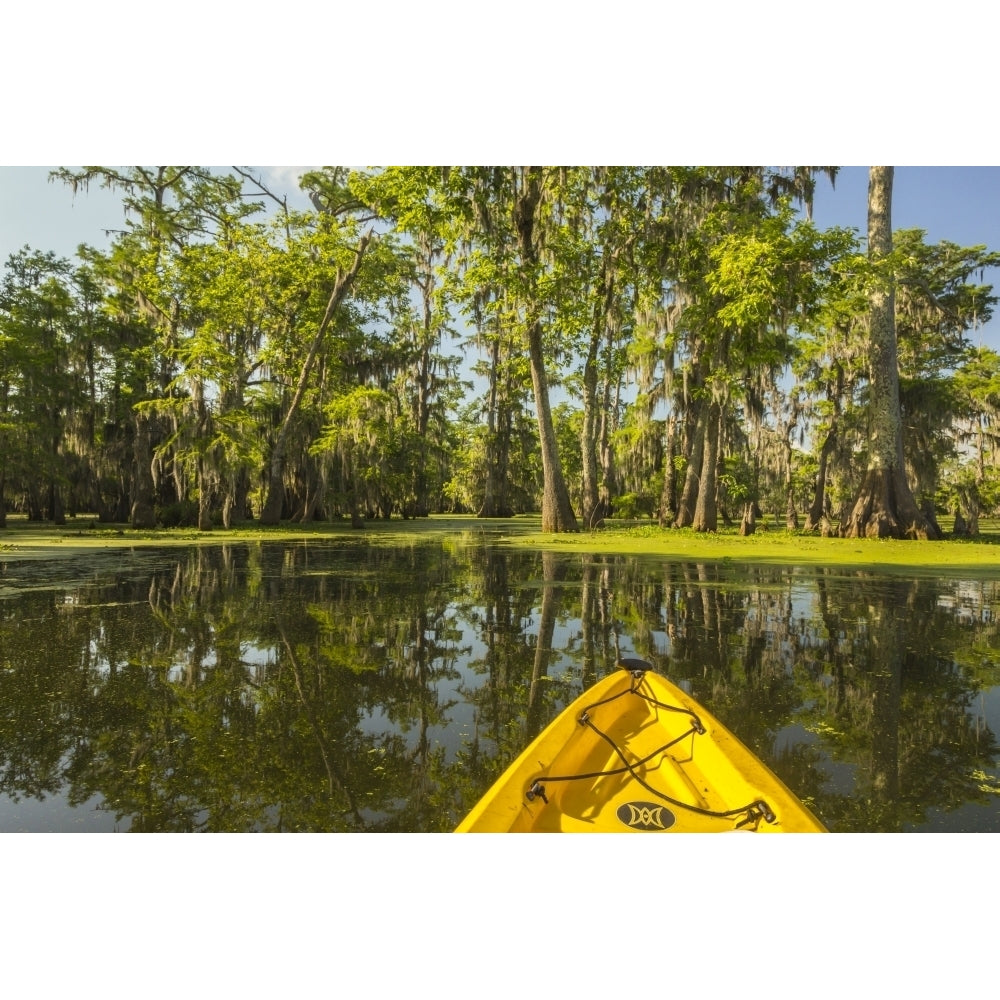 USA Louisiana Lake Martin. Kayaking in cypress swamp forest. Poster Print by Jaynes Gallery Image 1