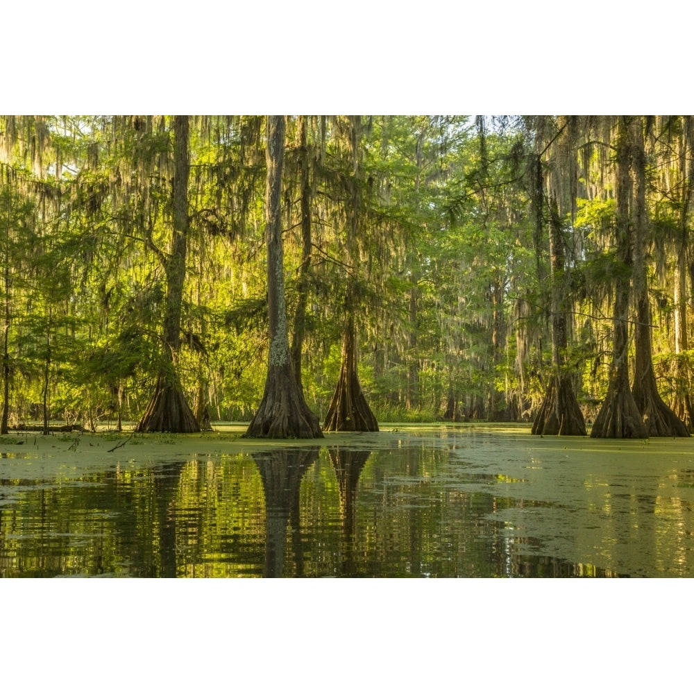 USA Louisiana Lake Martin. Cypress swamp forest. Poster Print by Jaynes Gallery Image 1