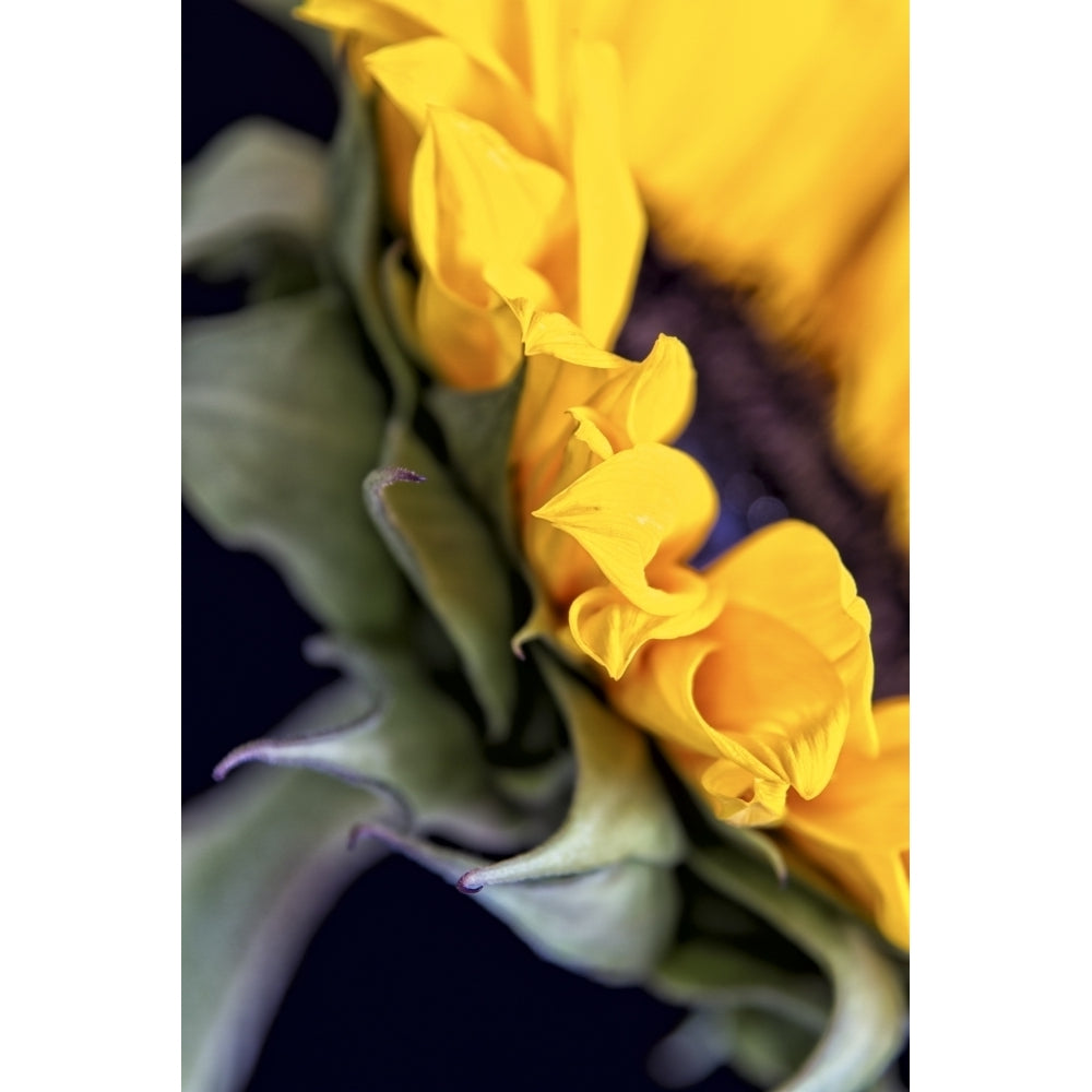 USA Carmel Indiana. Side view abstract of a sunflower Poster Print by Deborah Winchester Image 1