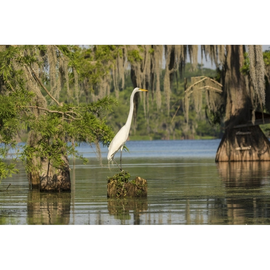 USA Louisiana Lake Martin. Great egret on stump. Poster Print by Jaynes Gallery Image 1