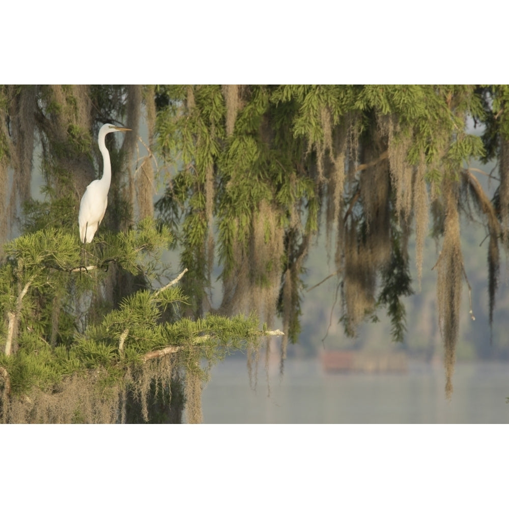 USA Louisiana Lake Martin. Foggy swamp sunrise with great egret in tree. Poster Print by Jaynes Gallery Image 1