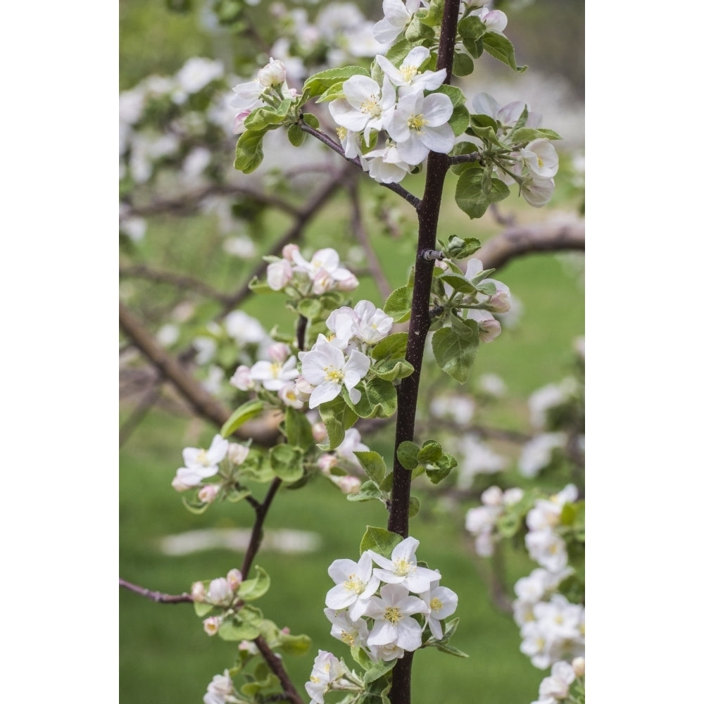 USA Massachusetts Bolton. Apple trees in bloom Poster Print by Walter Bibikow Image 1