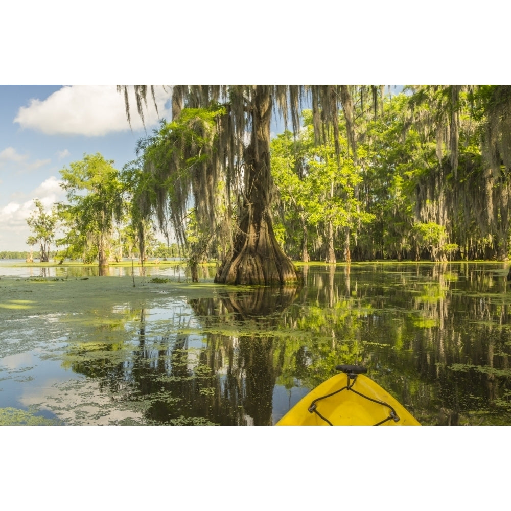 USA Louisiana Lake Martin. Kayaking in cypress swamp forest. Poster Print by Jaynes Gallery Image 1