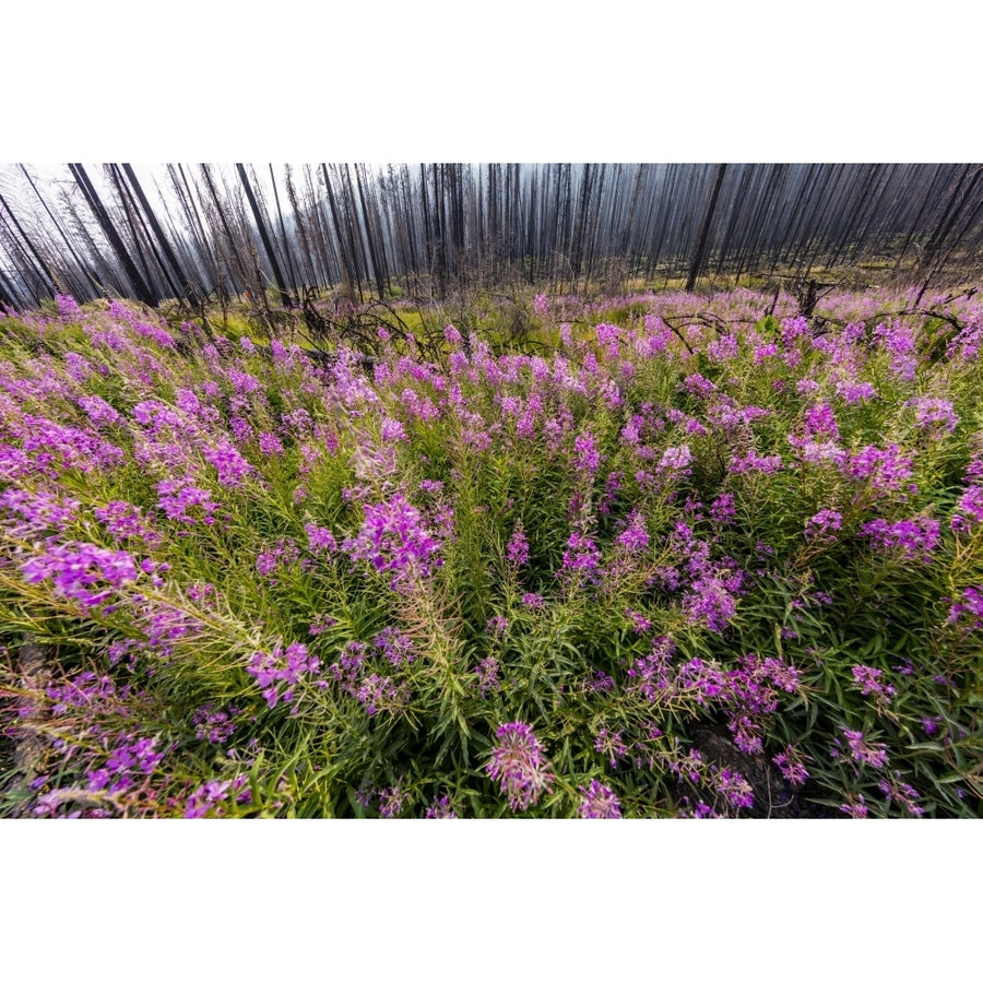 USA Montana Missoula. Fireweed filling in after wildfire. Poster Print by Jaynes Gallery Image 1