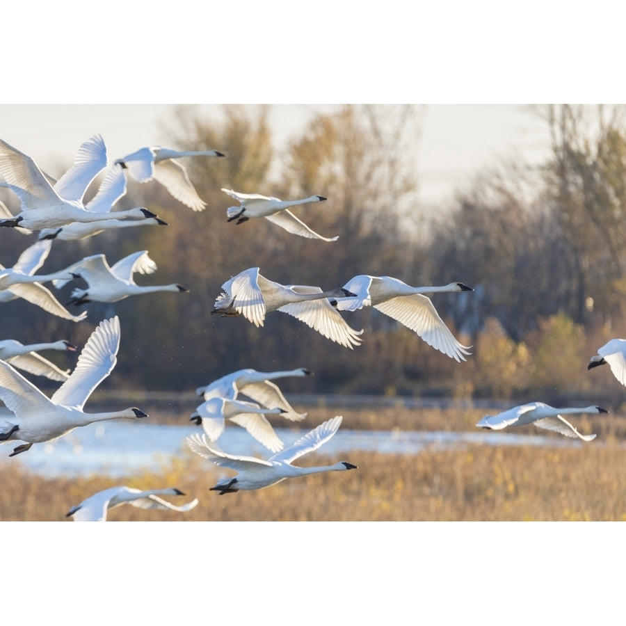 Trumpeter Swans taking off Riverlands Migratory Bird Sanctuary St. Charles County Missouri Poster Print by Richard and Image 1