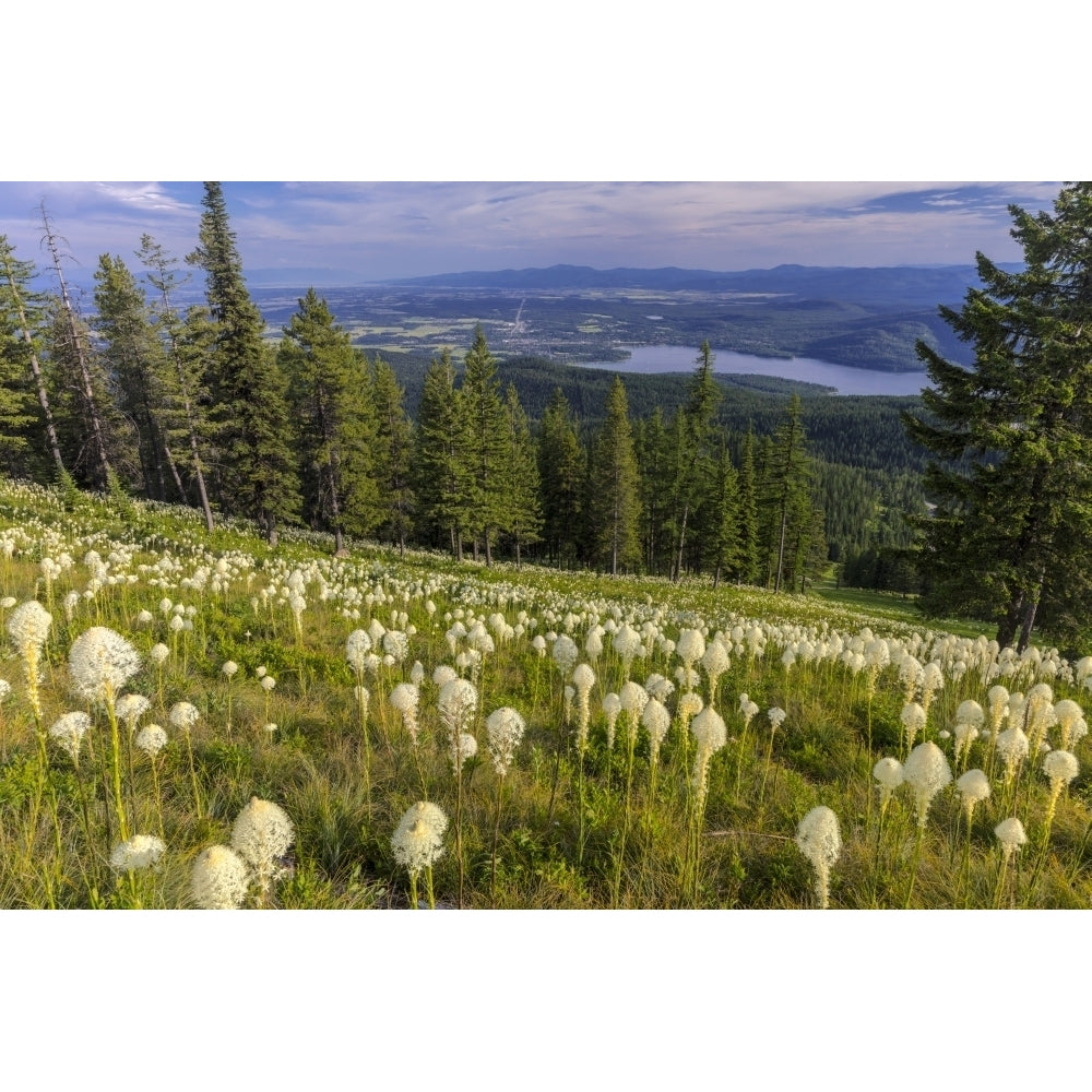 Epic beargrass bloom on Big Mountain in Whitefish Montana USA Poster Print by Chuck Haney Image 1