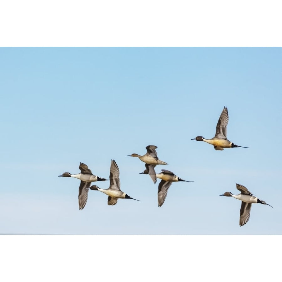 Northern Pintail ducks in courtship flight at Freezeout Lake Wildlife Management Area Montana Poster Print by Chuck Image 1