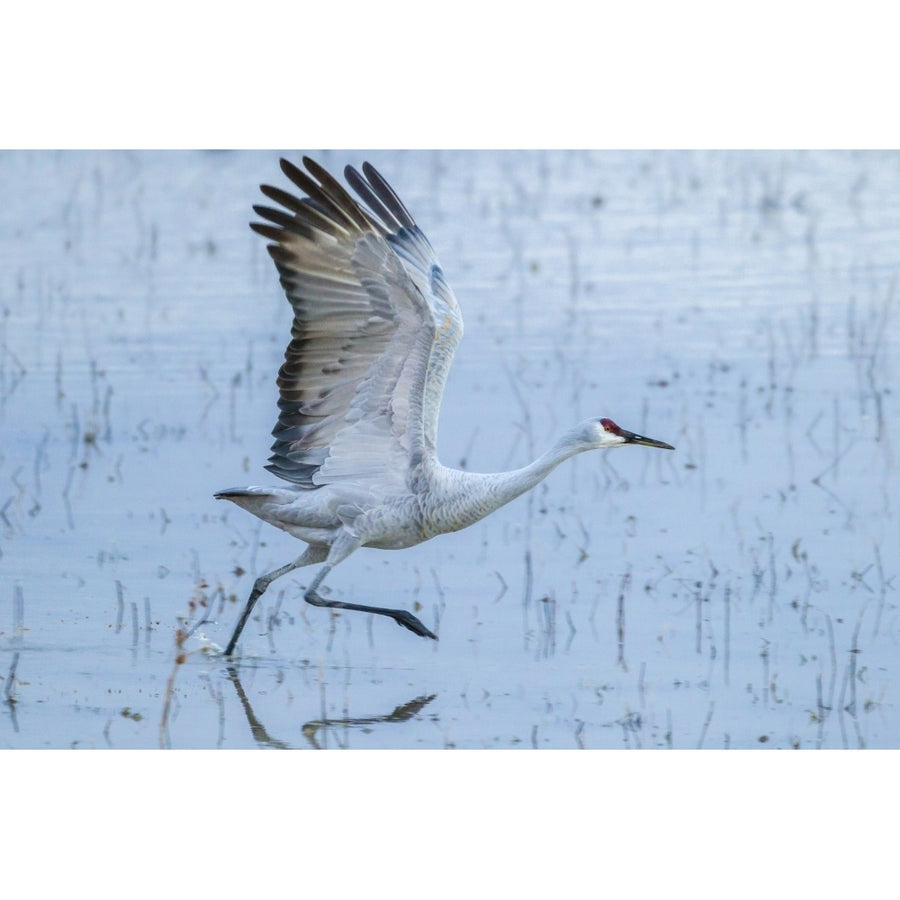 USA Mexico Bosque Del Apache National Wildlife Refuge. Sandhill crane taking flight. Poster Print by Jaynes Gallery Image 1