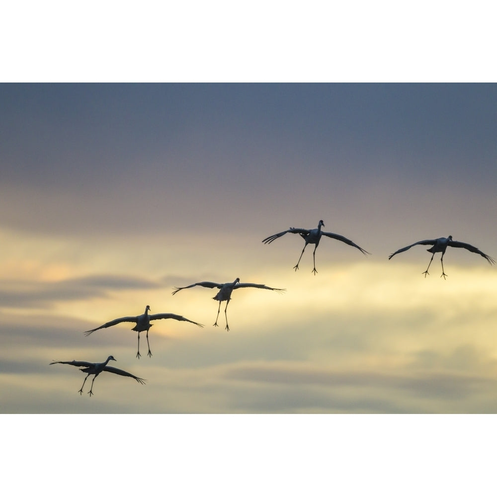 USA Mexico Bosque Del Apache National Wildlife Refuge. Sandhill cranes landing at sunset. Poster Print by Jaynes Image 1