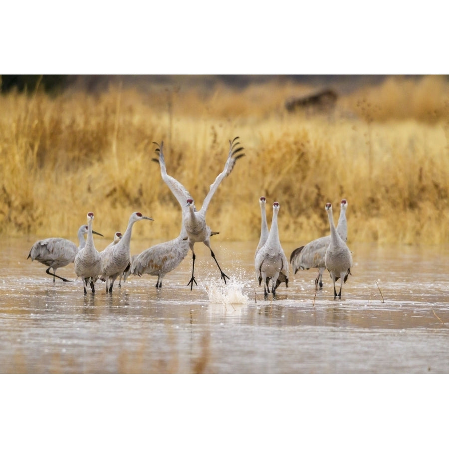 Mexico Bosque del Apache National Wildlife Refuge. Sandhill crane takes flight from water. Poster Print by Jaynes Image 1