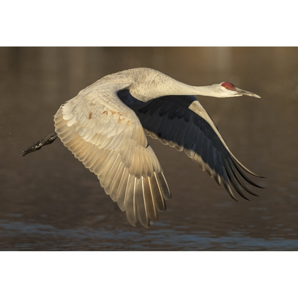 Sandhill crane flying Bosque del Apache National Wildlife Refuge Mexico USA Poster Print by Maresa Pryor Image 1