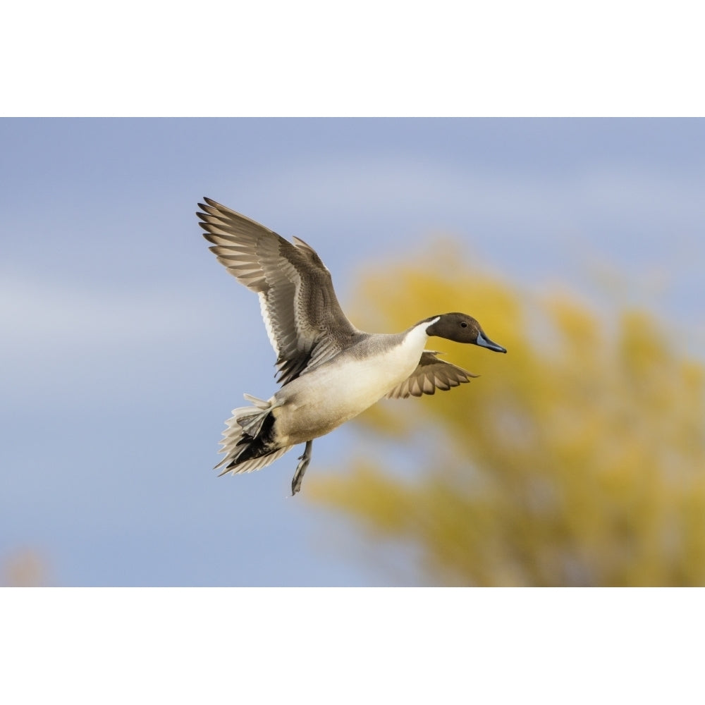 Northern Pintail duck landing Poster Print by Larry Ditto Image 1