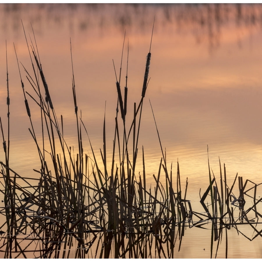 Cattails at sunrise Bosque del Apache National Wildlife Refuge Mexico Poster Print by Maresa Pryor Image 1