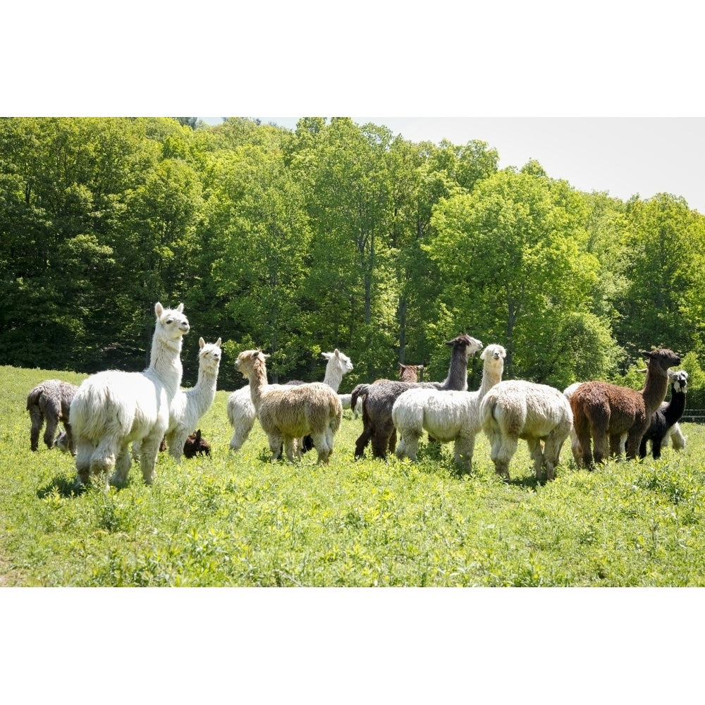 Alpaca Farm. Millbrook York USA Poster Print by Julien McRoberts Image 1