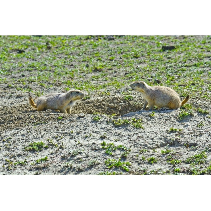 USA North Dakota Medora. Theodore Roosevelt National Park South Unit Prairie Dog Town Poster Print by Bernard Friel Image 1