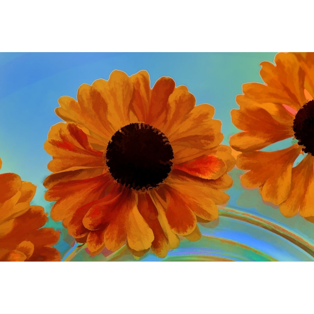 USA Oregon Coos Bay. Zinnia flower abstract. Poster Print by Jaynes Gallery Image 1