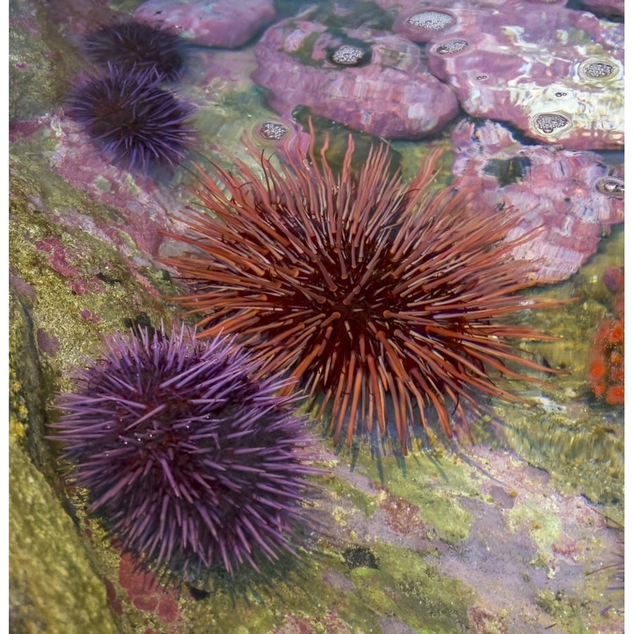 USA Oregon Newport. Sea urchins in a tide pool exhibit. Poster Print by Jaynes Gallery Image 1