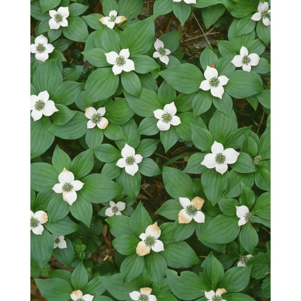 Oregon. Willamette National Forest bunchberry in bloom near the Roaring River. Poster Print by John Barger Image 1