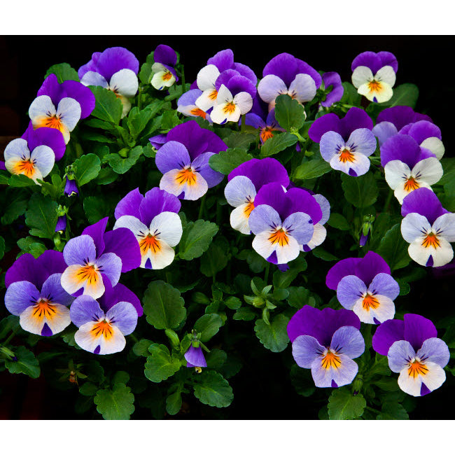 USA Oregon Coos Bay Purple violas Credit as: Jean Carter / Jaynes Gallery Poster Print by Jaynes Gallery US38BJY1413 Image 1