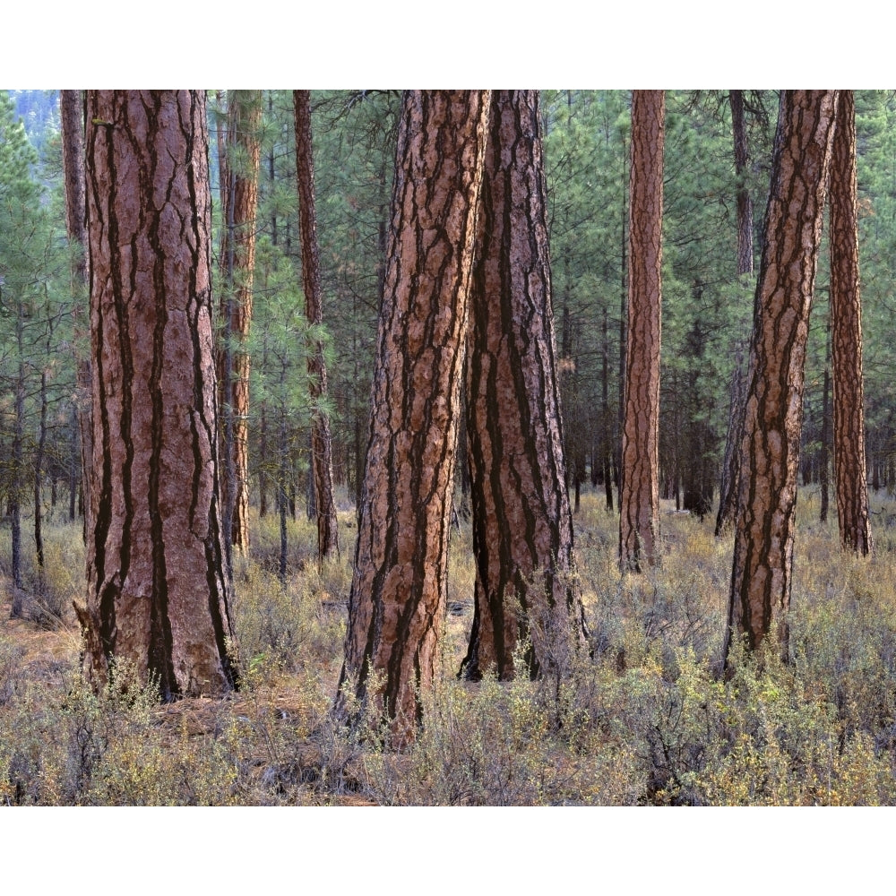 USA Oregon. Deschutes National Forest trunks of mature ponderosa pine in autumn Metolius Valley. Poster Print by John Image 1