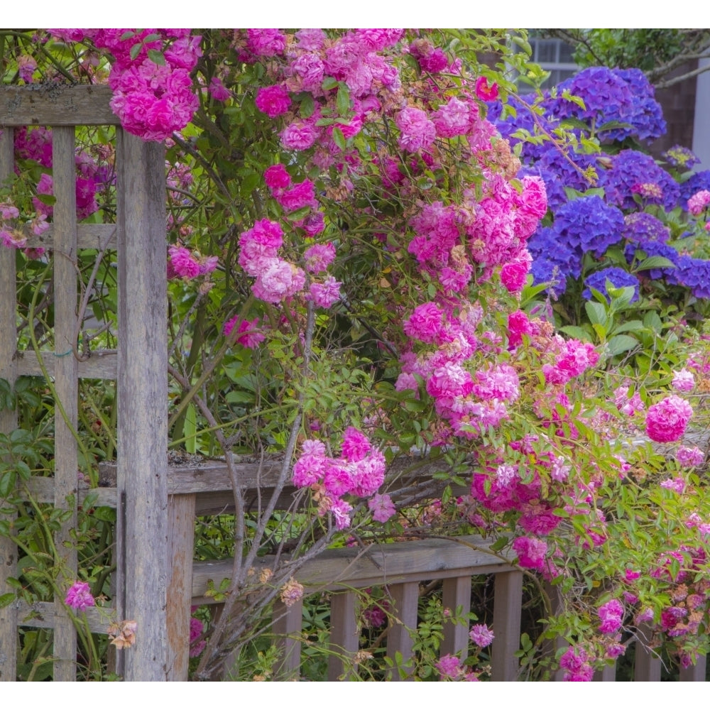 Wooden fence and arbor with climbing pink rose Poster Print by Sylvia Gulin Image 1