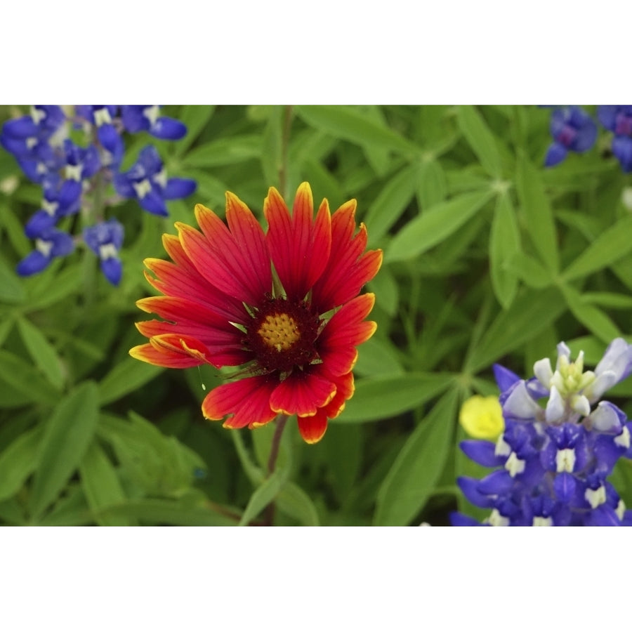 Texas Hill Country wildflowers Texas. Bluebonnets and Indian Blanket Poster Print by Gayle Harper Image 1