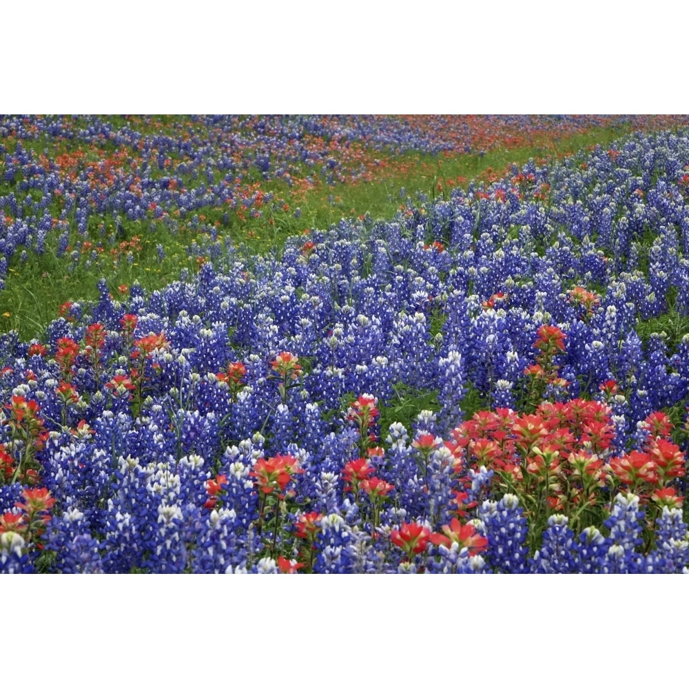 Texas Hill Country wildflowers Texas. Bluebonnets and Indian Paintbrush Poster Print by Gayle Harper Image 1