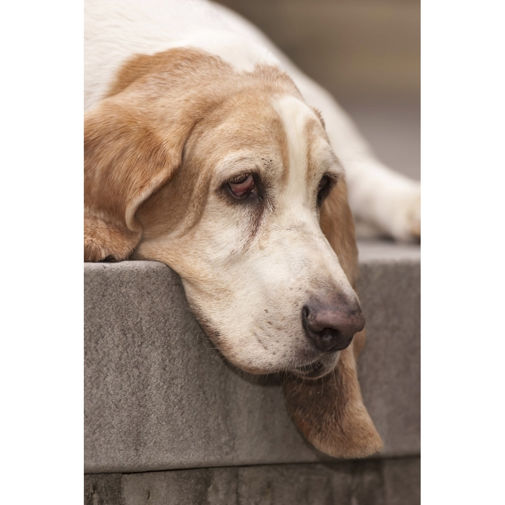 Houston Texas USA. Sad and bored elderly Basset Hound resting on a deck Poster Print by Janet Horton Image 1