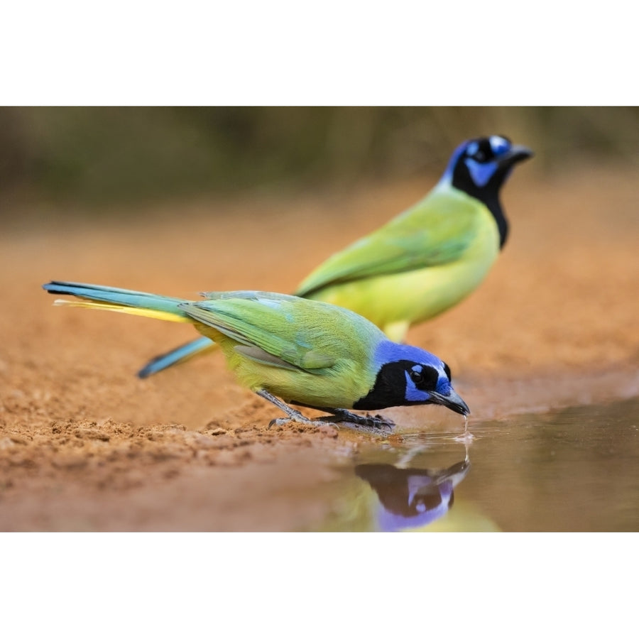 Green jay drinking. Poster Print by Larry Ditto Image 1