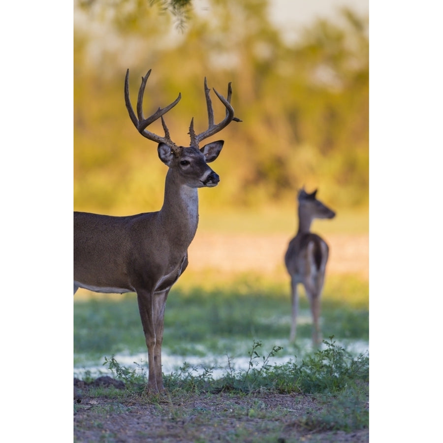 White-tailed Deer buck and doe at sunset Poster Print by Larry Ditto Image 1