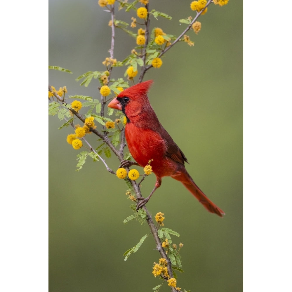 Northern cardinal perched. Poster Print by Larry Ditto Image 1