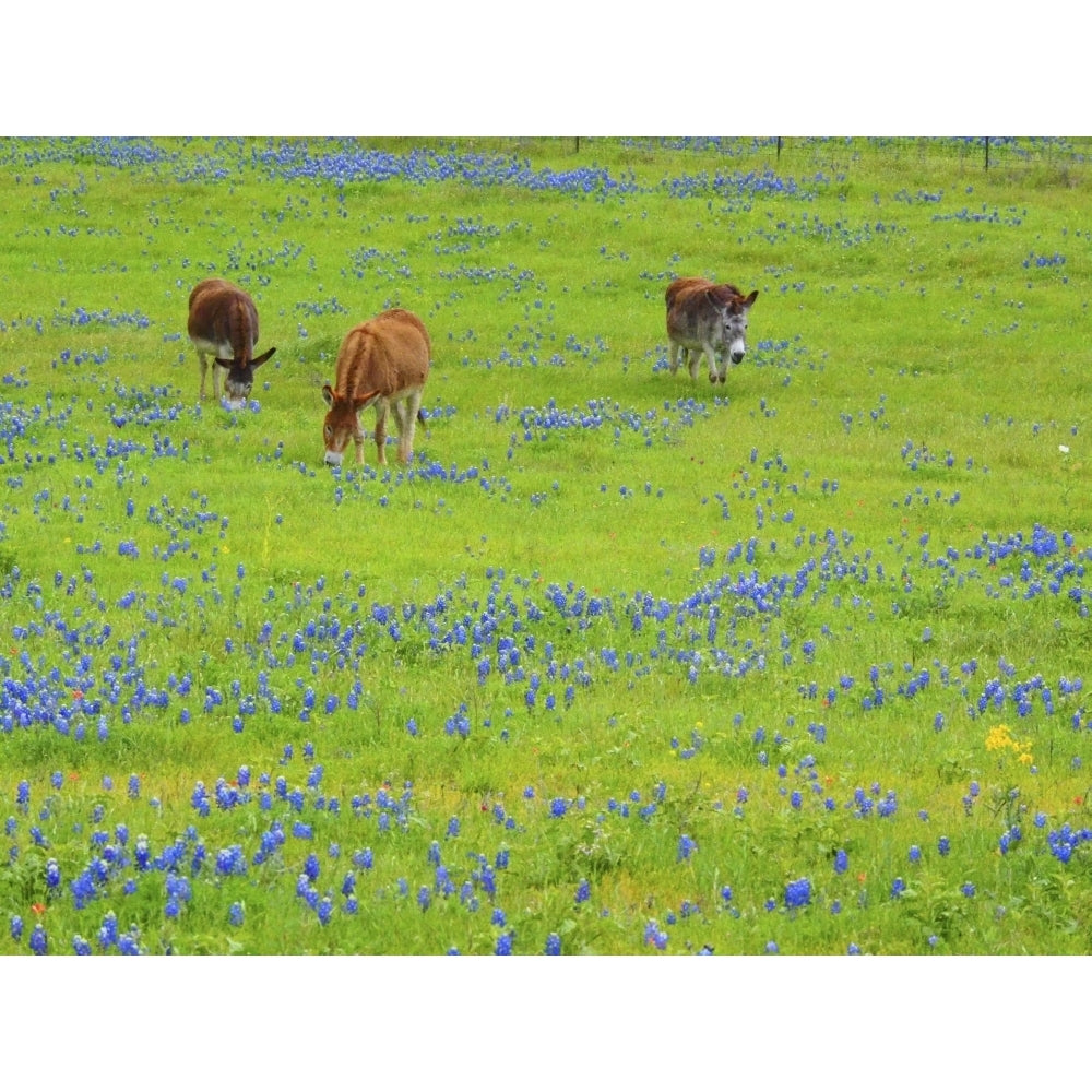 Donkey in field of bluebonnets near Llano Texas Poster Print by Sylvia Gulin Image 1